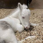 CHÀO ĐÓN DRAGON: CHÚ NGỰA FALABELLA ĐẦU TIÊN CHÀO ĐỜI TẠI VIỆT NAM CHÀO ĐÓN DRAGON: CHÚ NGỰA FALABELLA ĐẦU TIÊN CHÀO ĐỜI TẠI VIỆT NAM